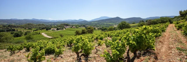 Vignobles Cotes du Rhone Villages Roaix