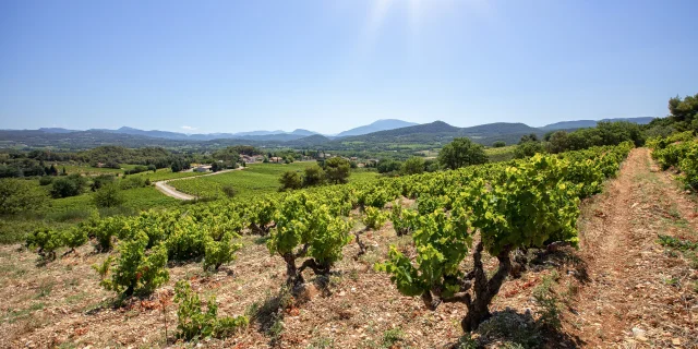 Weinberge Cotes du Rhone Dörfer Roaix