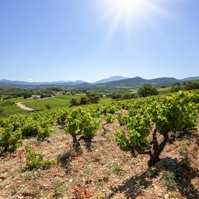 Weinberge Cotes du Rhone Dörfer Roaix