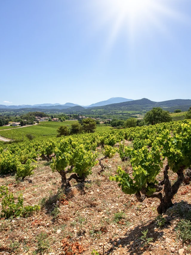 Côtes du Rhône Dorpen Roaix wijngaarden