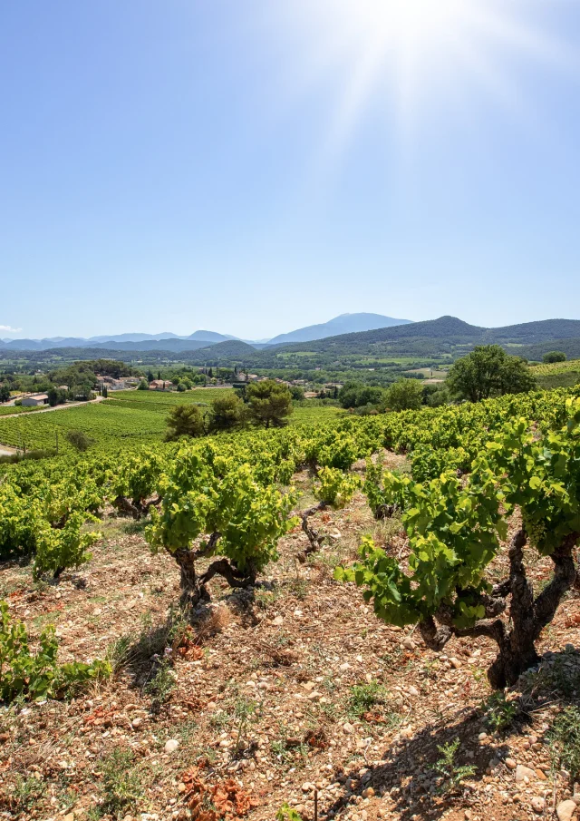 Côtes du Rhône Dorpen Roaix wijngaarden