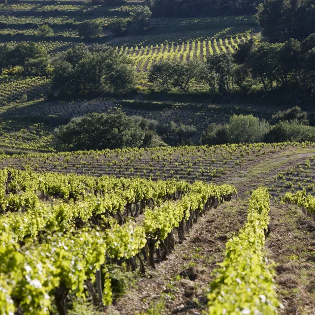 Cotes du Rhone Dörfer Roaix
