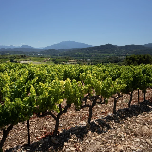 Weinberge Cotes du Rhone Dörfer Roaix