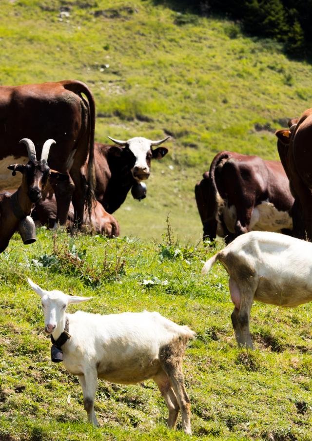 Au bonheur des Fromage de vache et de chèvre