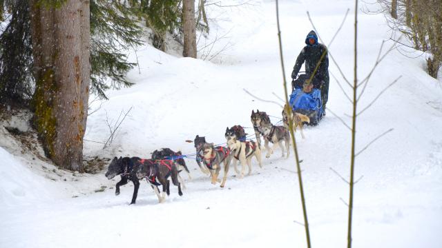 Chiens de Traineaux  Val d'Arly Mont Blanc – 4 Stations-Villages familiales