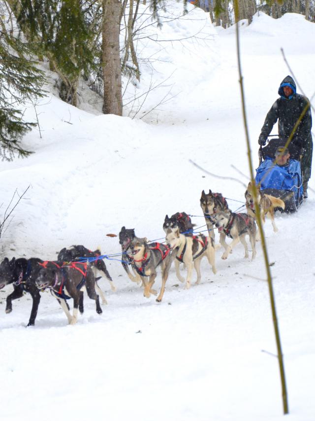 Chiens de traîneau dans le Val d'Arly
