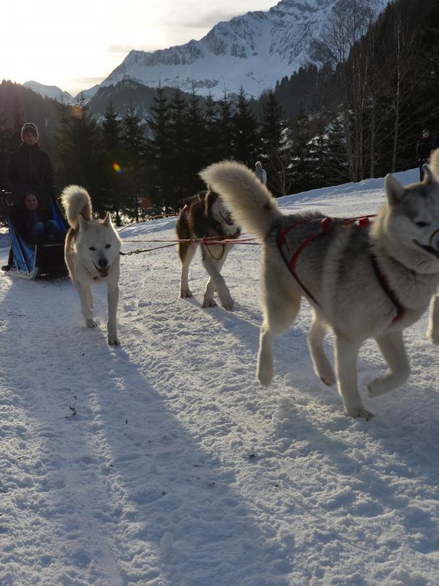 chiens-de-traineau-randonnee-accompagnee.jpg