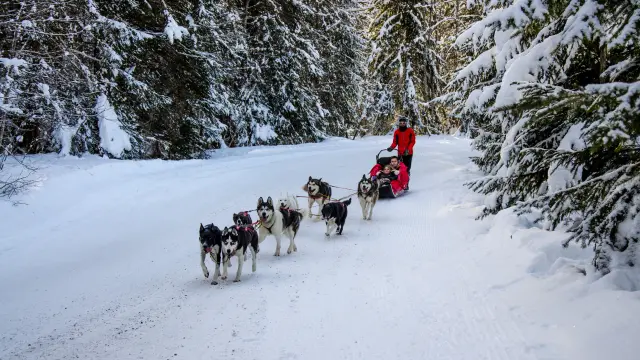 Baptême en chiens de Traineau à la Giettaz
