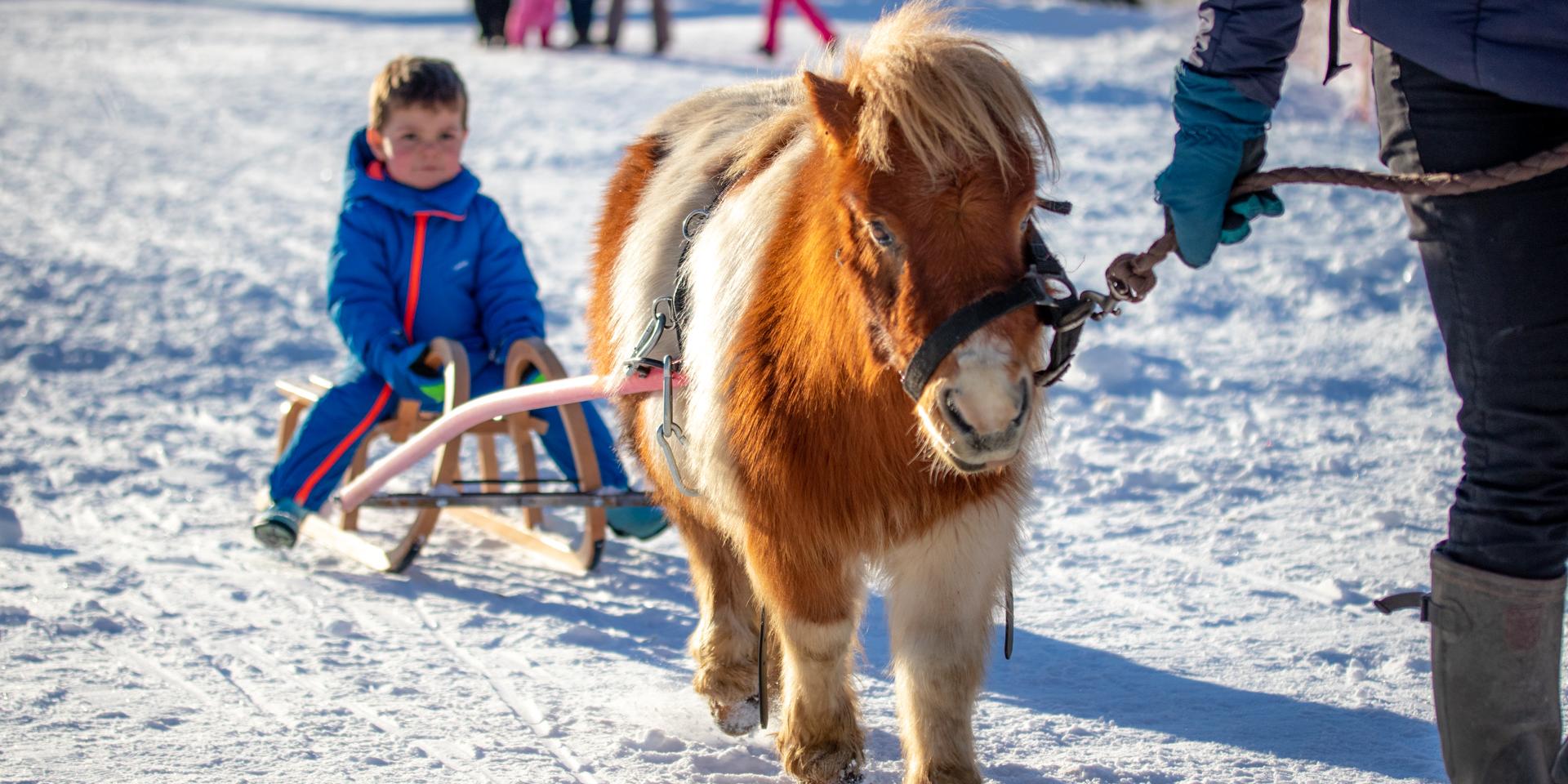 Poney Luge à Notre Dame de Bellecombe