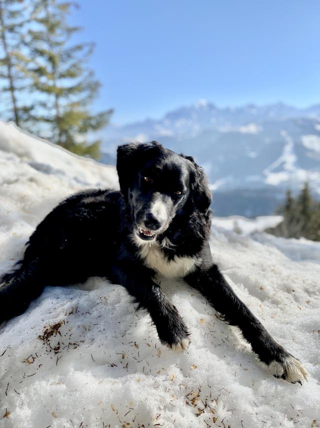 Vacances avec mon chien dans le Val d'Arly