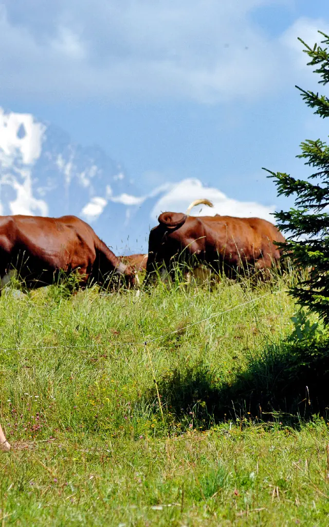 Randonner dans les alpages du Val d'Arly