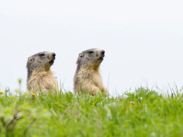 Marmottes des Aravis