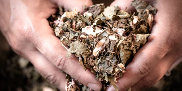 Cairn Plantes au marché des producteur Slowly Val d'Arly