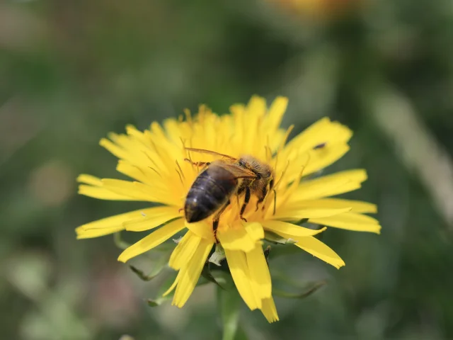 Fleur de montagne
