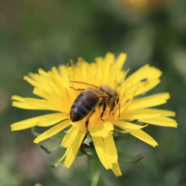 Fleur de montagne