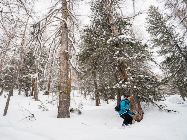 Journée Hors Piste; sapin; forêt; poudreuse