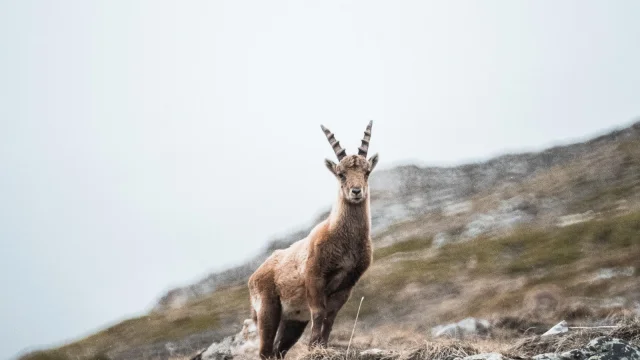 Wildlife - Ibex alone in summer