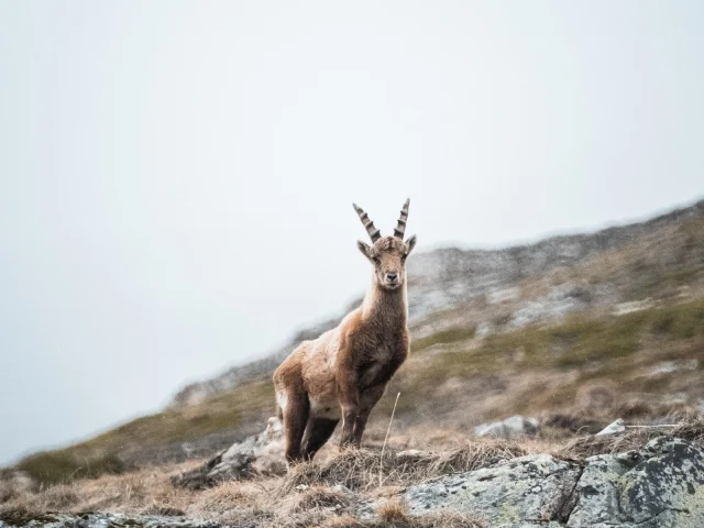 Faune - bouquetin seul en été