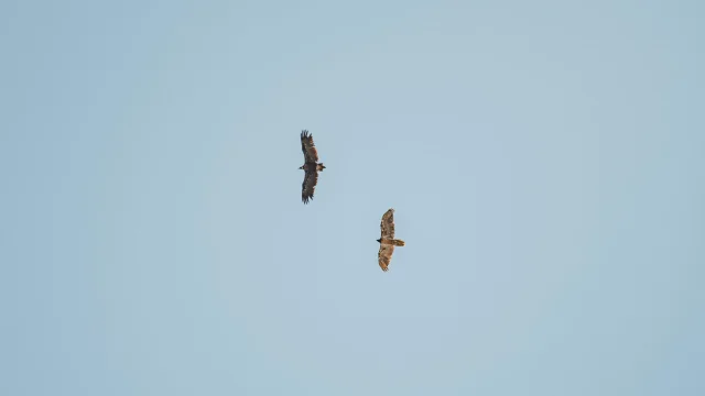 Wildlife - birds of prey in the sky