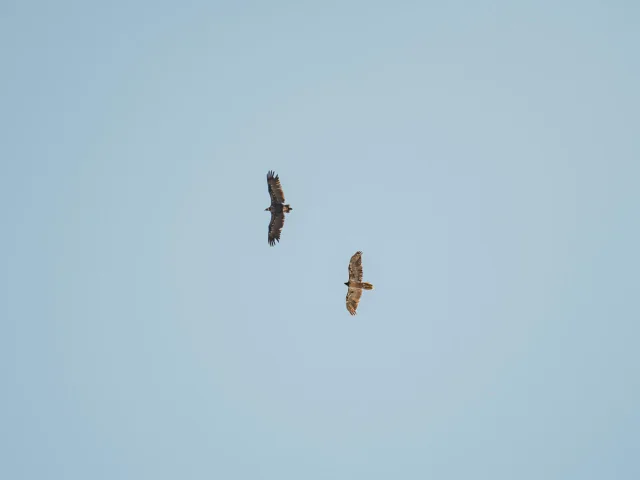 Wildlife - birds of prey in the sky