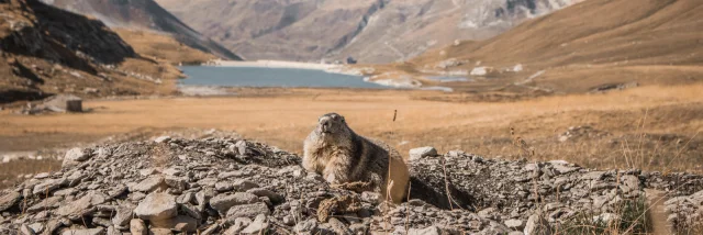 Marmotte en été avec un beau paysage