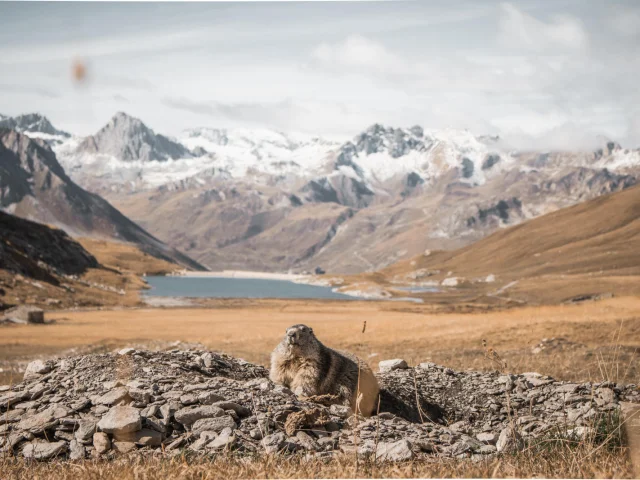 Marmotte en été avec un beau paysage