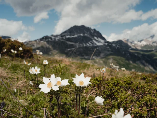 Paysage avec petites fleurs en été