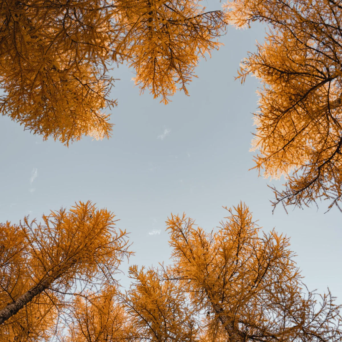 Fir trees in autumn