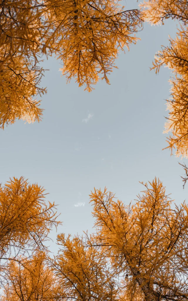 Fir trees in autumn