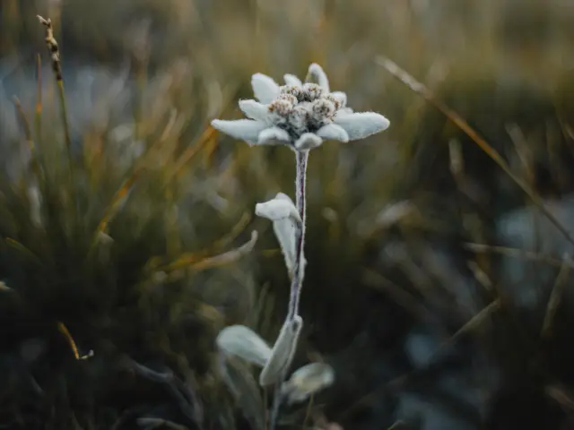 La montagne en été - flore