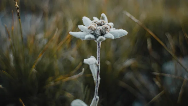 Mountains in summer - flora