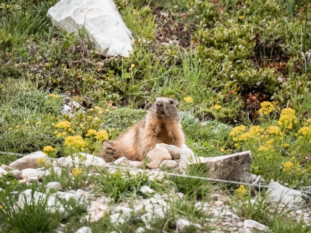 A marmot at Le Fornet in summer