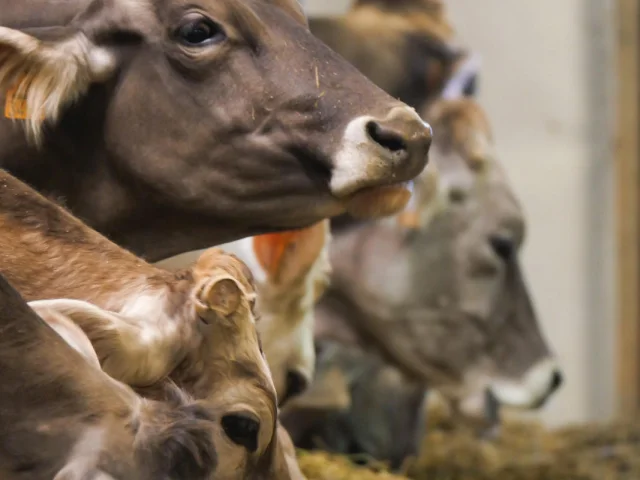 Cows at Ferme de l'Adroit