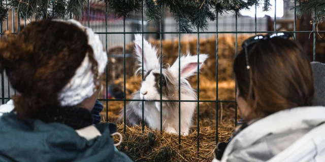 Lapin de la Ferme de l'Adroit à Val d'Isère