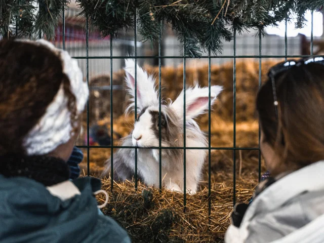 Rabbit from Ferme de l'Adroit in Val d'Isère