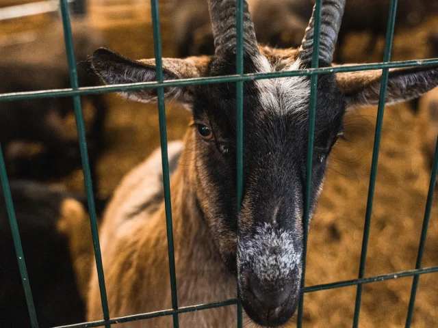 Chevres à la ferme de l'Adroit