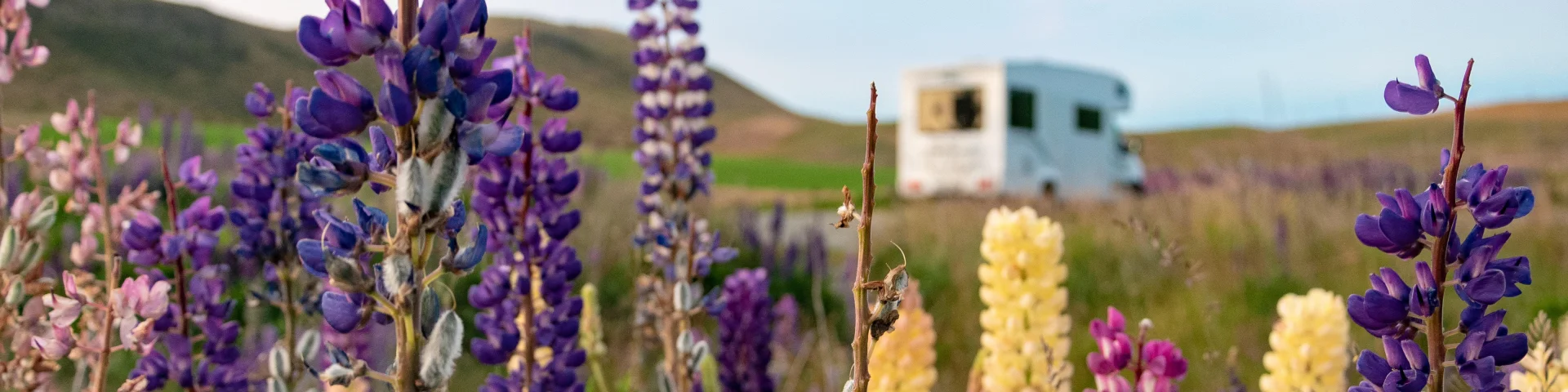 Motorhome with flowers in the background