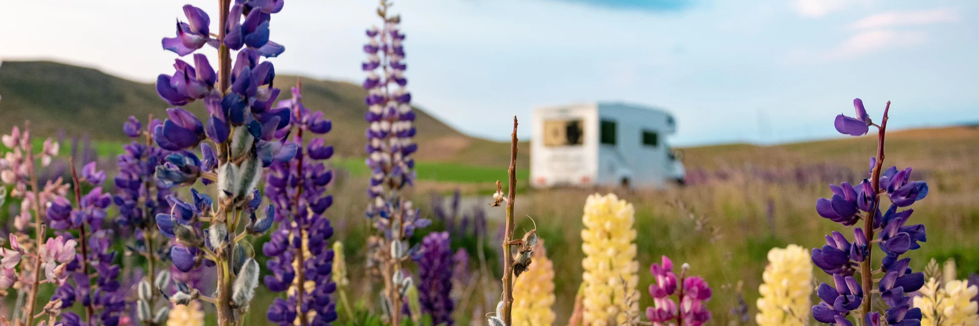 Camping car en arrière plan avec fleurs