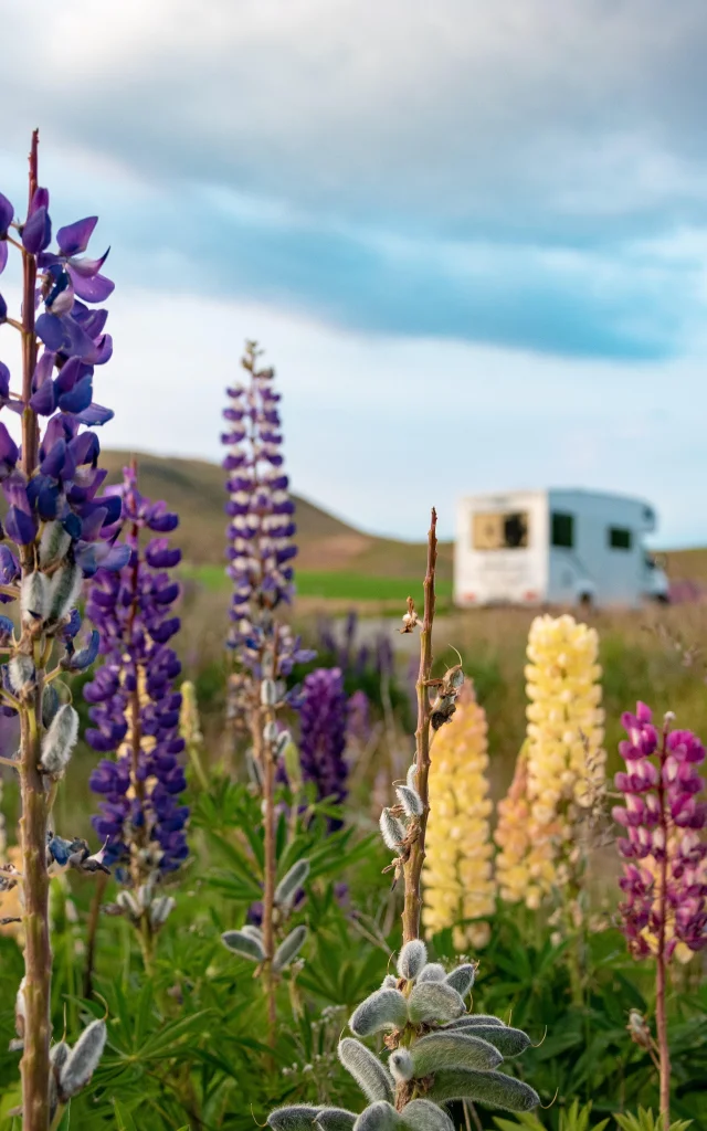 Camping car en arrière plan avec fleurs