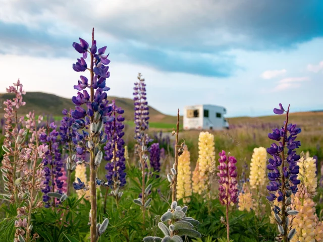 Camping car en arrière plan avec fleurs