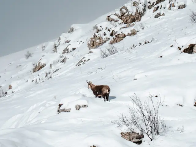 Chamois en hiver