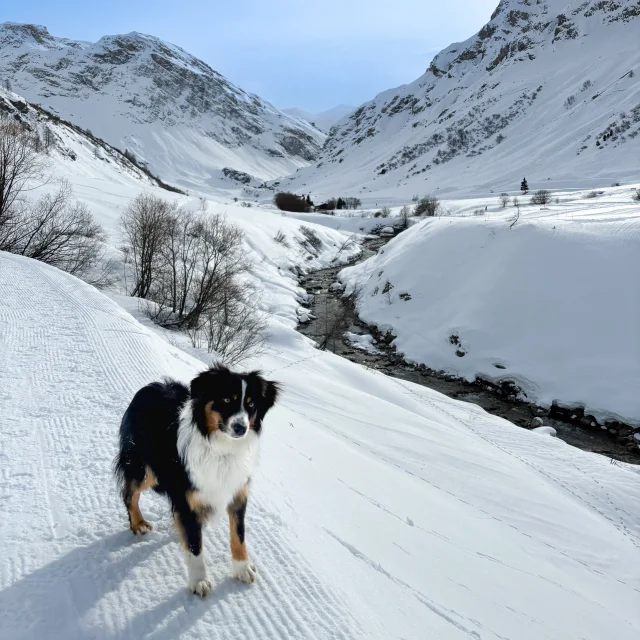 Walking the Manchet with the dog