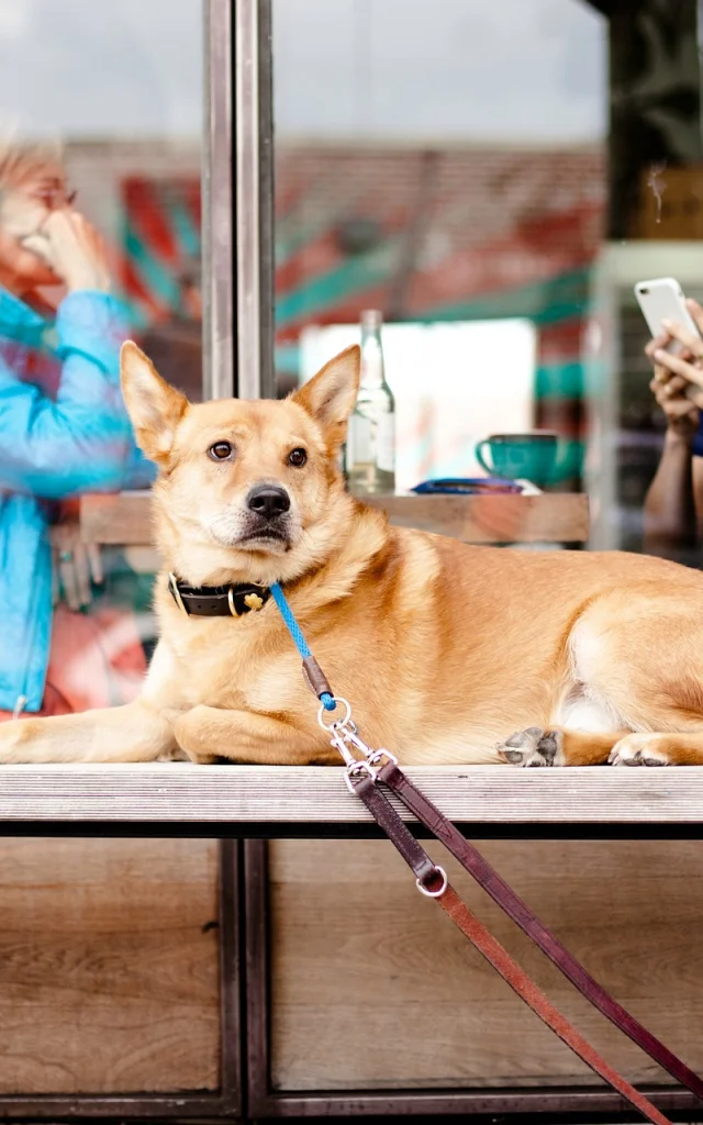 Dog in restaurant