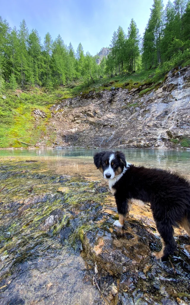 Cascade de la Gouille de Salin avec chien