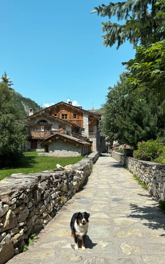 Chien dans les rues du village de Val d'Isère en été