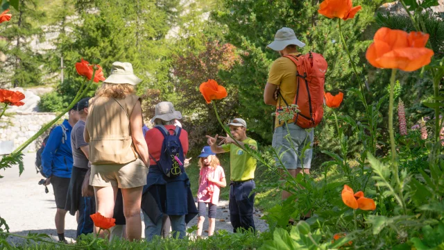 Balade accompagnée Au jardin de ma Grand-Mère avec Franck à Val d'Isère en été