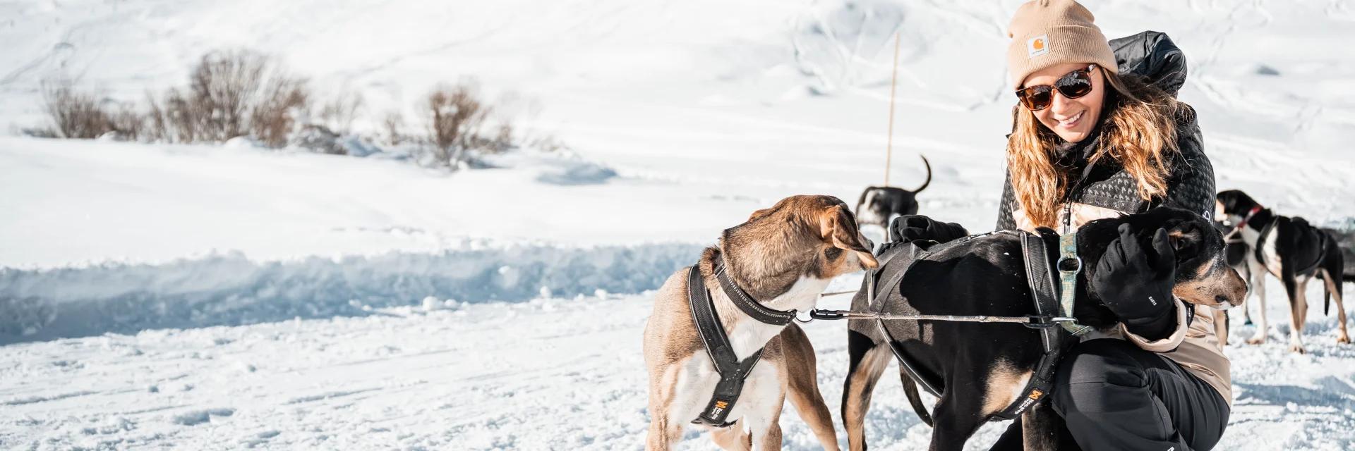 Chiens de traineau