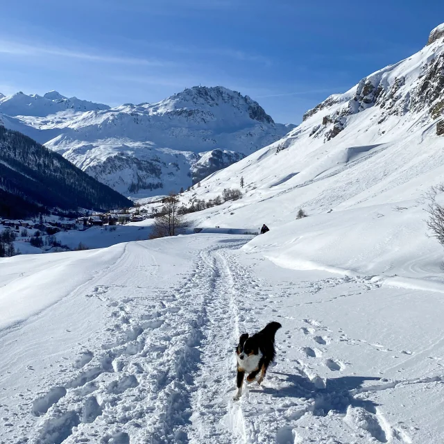 Chien en balade sur le chemin du Pont St Charles en hiver à Val d'Isère