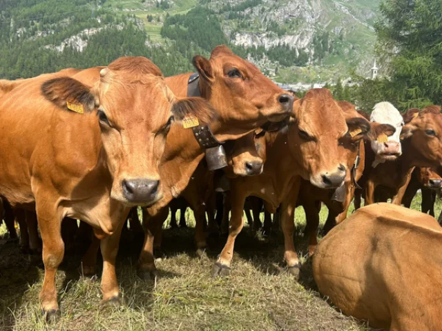 Troupeau de bovins