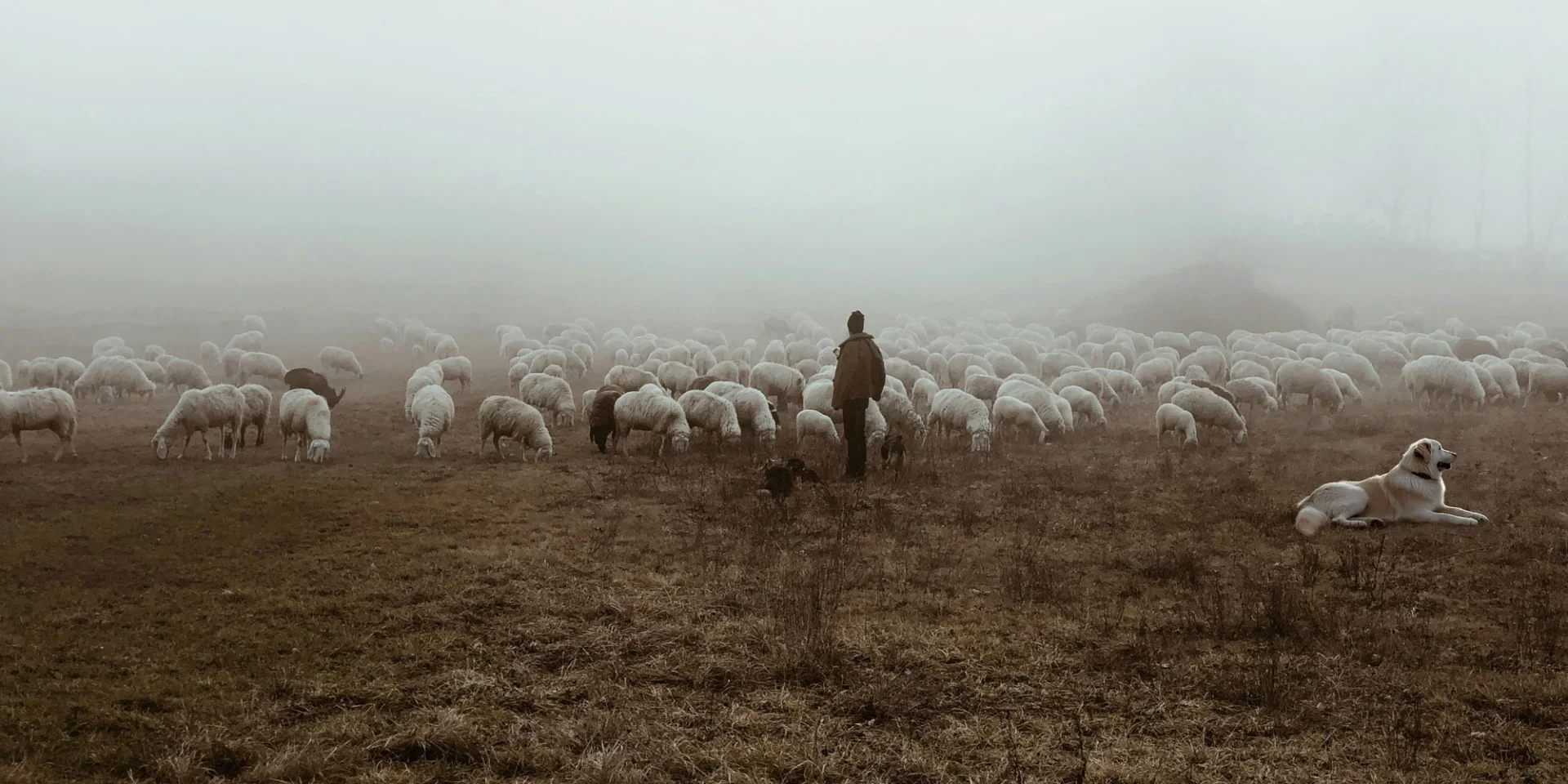 Patou e Herd